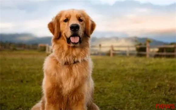 The top 20 pet dogs list, are your favorites on the list?
