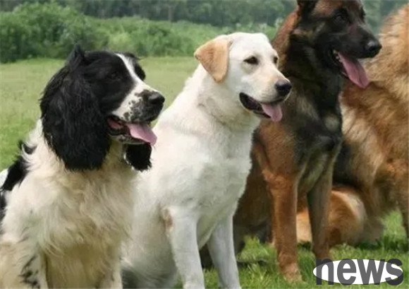What are the precautions for dog training?