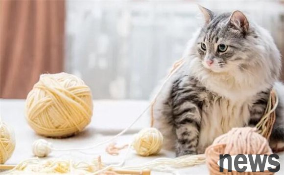 Cats are so annoying to lose hair! How to solve the problem of severe cat hair loss?