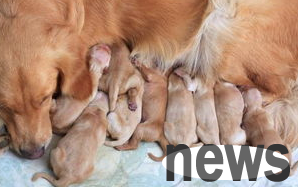 What if the dog gets pregnant unexpectedly and doesn t want to do it?