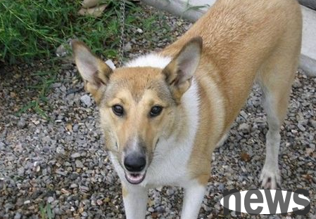 What should I do if my dog s body temperature is 35.5 degrees? Come and find out