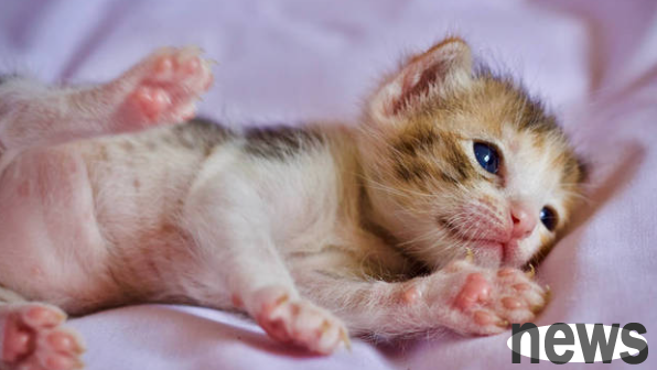 How many days will the cat s nails grow well after cutting the bloodline?