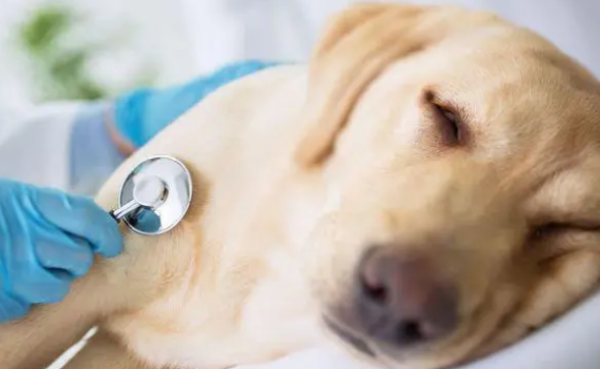 Symptoms of herpes virus infection in dogs?