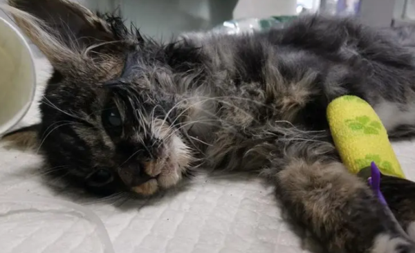What day is the most dangerous for cat plague? Do you understand