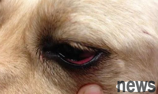Why do dogs suffer from conjunctivitis? You ll understand after reading it