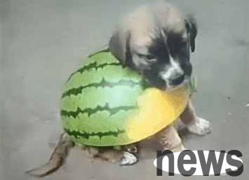 The boy made a coat of paw skin for the dog, and it immediately turned into a little turtle!