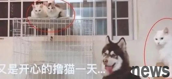 The owner picked up a stray white cat and received a surprise a month later