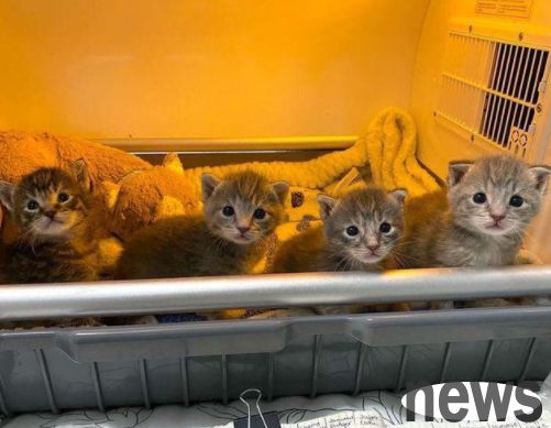 Four kittens were found straying for a week and started a new life after being rescued