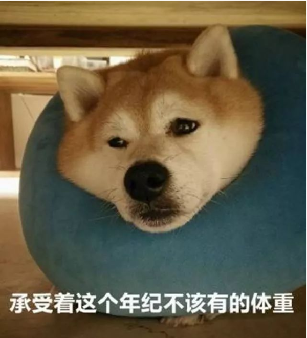 The shit-sweeper asked why the Shiba Inu gained weight even if he drank water. The dog said he was also helpless.