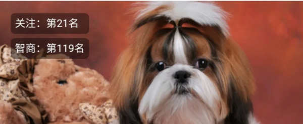 A pet dog ran into the road without a leash and was run over to death. Can the owner, Ms. Zuo, successfully claim compensation?