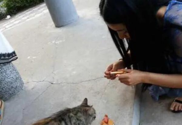 After feeding the stray cat bread, he followed it home. Unexpectedly, he got a big surprise as soon as he got home.