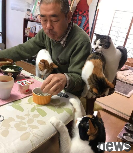 It’s so stressful to have a meal! Japanese abbot is surrounded by loving cats every day