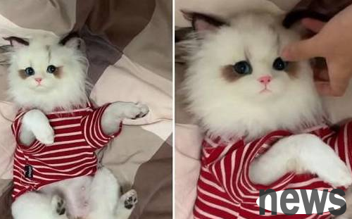 Have you ever seen such a beautiful cat star? She removes makeup before going to bed and frightens netizens with no makeup. It turns out it’s not Meow!