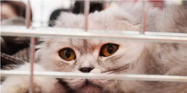 Cats and dogs are not toys or consumer goods. France will ban the display and sale of pet stores in 2024