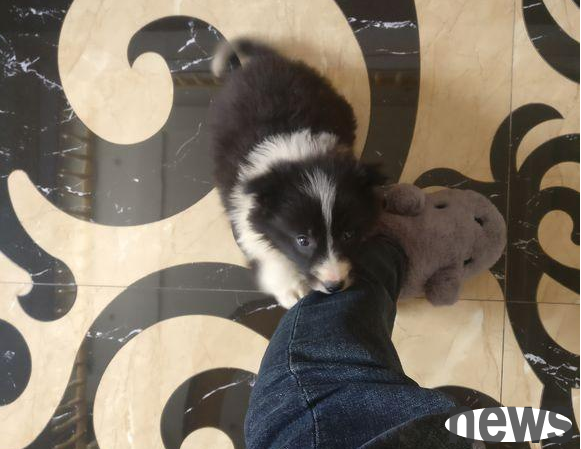 The boy kicked the bad-breed dog away. The little guy looked aggrieved. The owner said, 