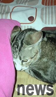 The owner came home from playing until midnight, and the cat’s reaction made him dumbfounded. Meow: Don’t touch me, he’s angry.